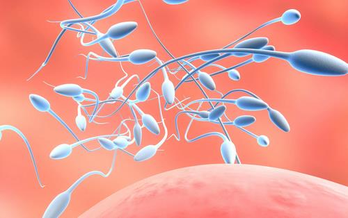 男性常駕駛精子受損 如何補精強腎