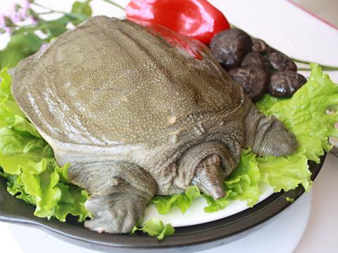 吃甲魚有什麼好處？甲魚的營養價值