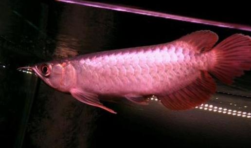 印尼辣椒紅龍魚的簡介-印尼辣椒紅龍魚如何繁殖？