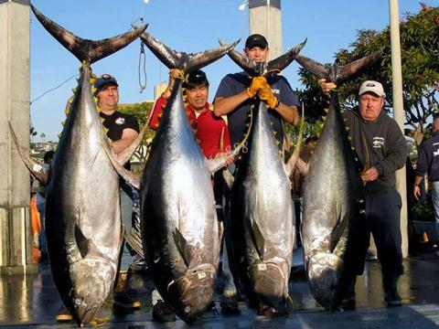 金槍魚的營養價值-金槍魚的食用功效