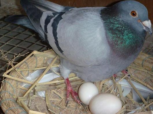 鴿子蛋的營養價值-吃鴿子蛋的好處