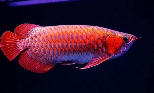 紅辣椒龍魚的簡介-紅辣椒龍魚的特徵