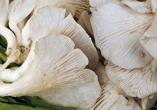鳳尾菇的功效與作用-鳳尾菇的營養價值