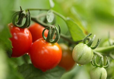番茄紅素是如何防癌、抗癌的？
