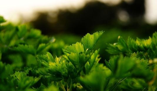 芹菜養生食譜：雞絲拌芹菜的做法