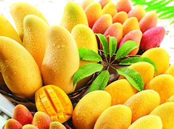 芒果的功效與作用-芒果的營養價值