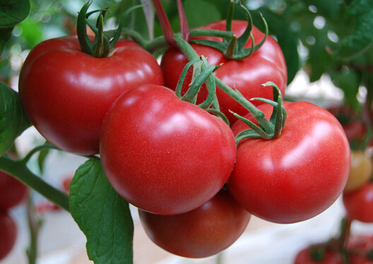 番茄生吃壞處多嗎？正確吃番茄的方法
