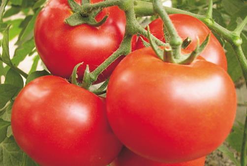 西紅柿可以降血壓 細數西紅柿的功效與禁忌