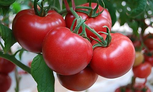 番茄的飲食方法及存儲技巧