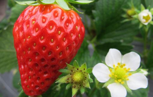 怎麼洗草莓才吃得放心