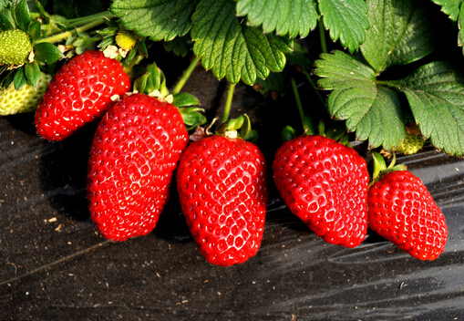 草莓怎麼洗才乾淨-草莓怎麼保存