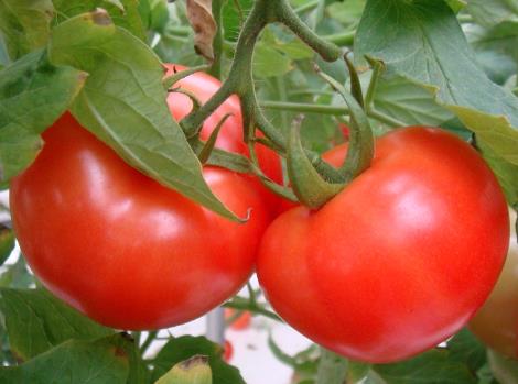 如何挑選西紅柿？吃西紅柿的注意事項