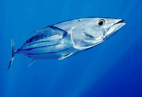 金槍魚的適用人群-金槍魚的營養價值與功效