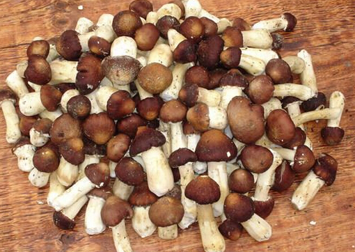 大球蓋菇的營養價值-大球蓋菇的做法