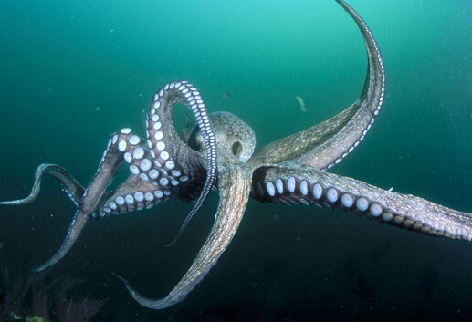 章魚和魷魚的區別-章魚的特徵