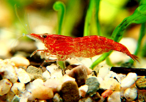 櫻花蝦的形態特徵-櫻花蝦的繁殖與飼養