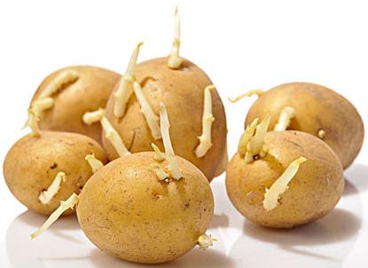 土豆長芽能吃嗎？吃土豆的食用禁忌