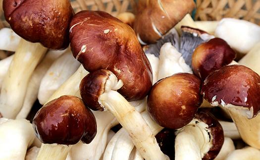 大球蓋菇的營養價值和做法