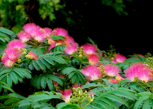 合歡花黃花菜令人歡樂無憂-能調節心情的食譜