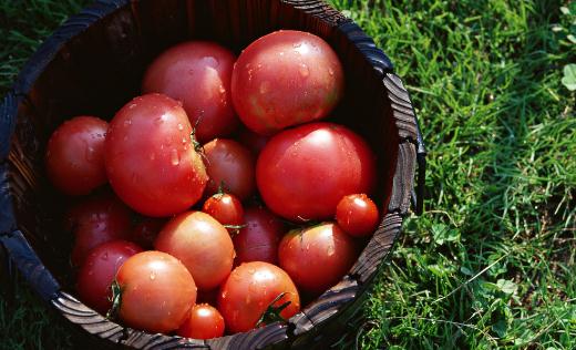 吃西紅柿的5個禁忌你都瞭解麼？