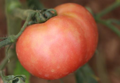 未成熟的西紅柿能吃嗎？吃生西紅柿好嗎