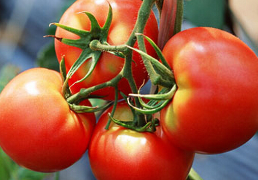 西紅柿的功效-男人要多吃番茄