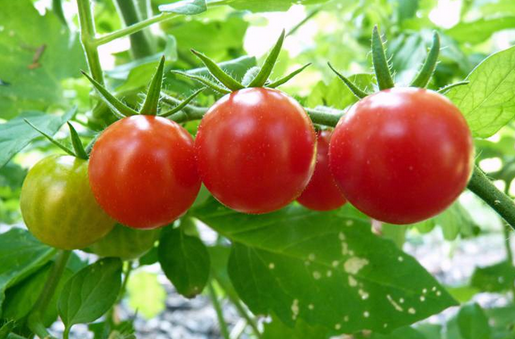 西紅柿能不能空腹吃 為什麼