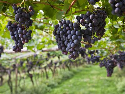 葡萄怎麼吃更健康？吃葡萄的注意事項