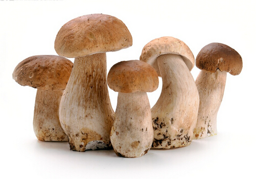孕婦可以吃草菇嗎？適合孕婦吃草菇的做法