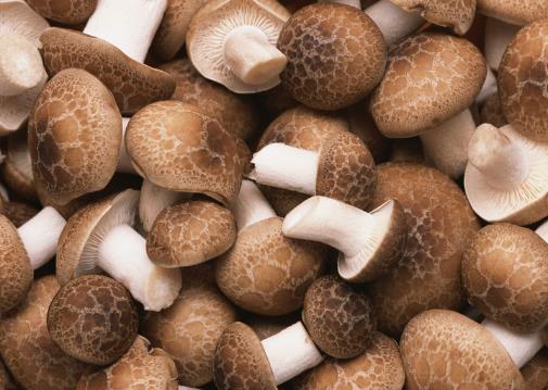 如何挑選新鮮的香菇？香菇的選購技巧