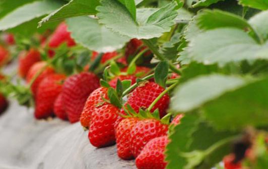 吃草莓有什麼好處？女性吃草莓可預防心臟病