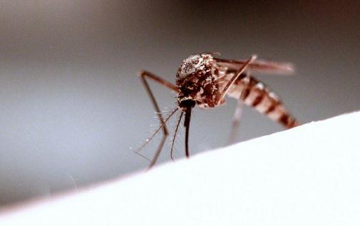 夏天防止蚊蟲叮咬的方法：橘皮驅蚊