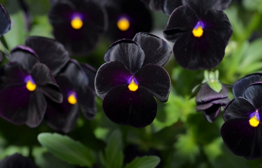 花色萬紫千紅 為何黑色植物稀有少見