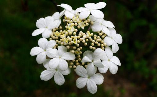 瓊花的養殖方法-瓊花的特徵