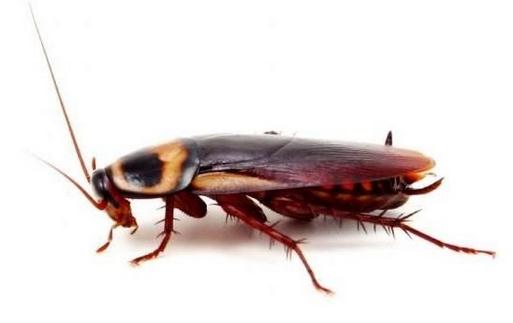 滅蟑螂的方法-蟑螂的危害