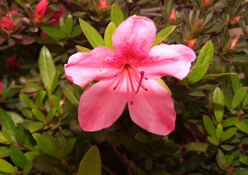 杜鵑花的介紹-杜鵑花的風水學應用