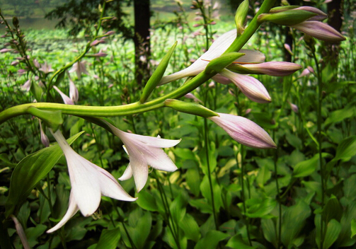 玉簪花的風水學應用-玉簪花的養殖方法
