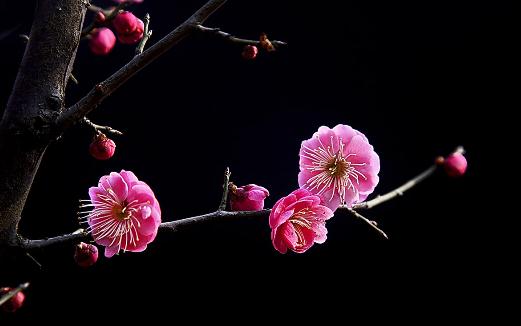 梅花有什麼種類？梅花的生長習性