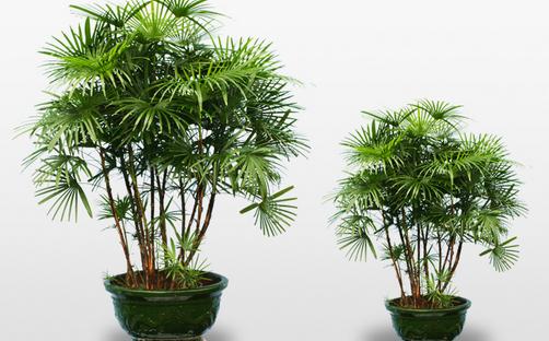 棕竹的養護技巧-棕竹的特徵
