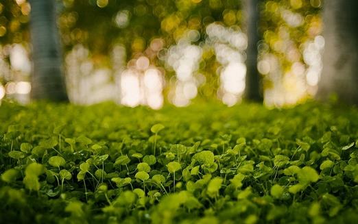 小心植物「報復」 植物也會吃醋