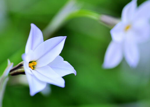 白蘭花對家居環境的影響-白蘭花的作用