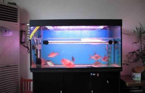 魚缸與家居運勢有什麼關係？