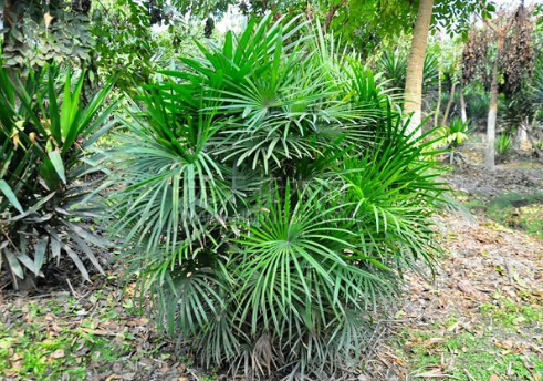 棕竹對家居環境的影響-棕竹的風水學應用