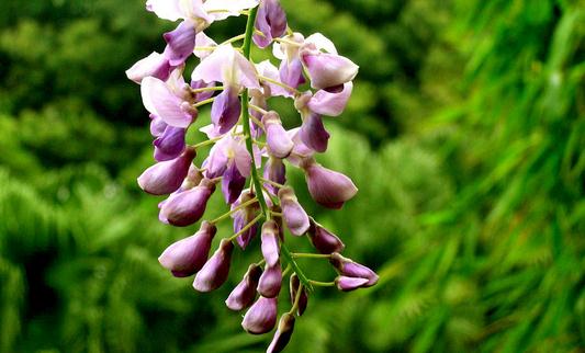 紫籐花的特徵-紫籐花的養殖方法