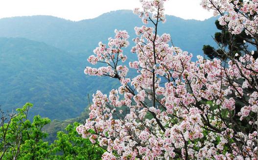 三月去台灣旅遊最好的地方