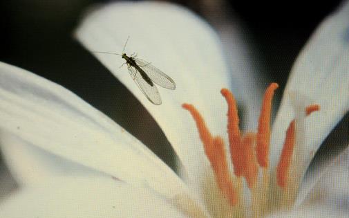 家裡有小飛蟲怎麼辦？怎樣根除花盆裡的小飛蟲