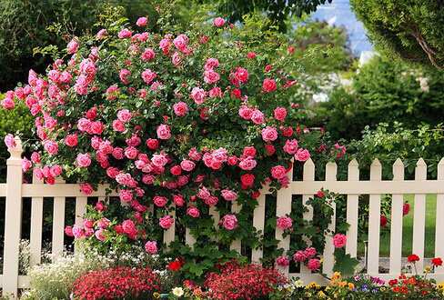 薔薇對家居環境的影響-薔薇的風水學應用