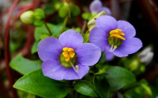 紫星花應該如何種植？