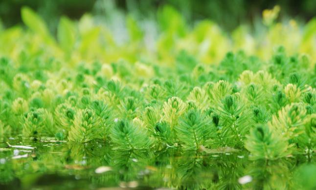 利君沙殺綠藻見效快 羅紅黴素除綠藻不反覆