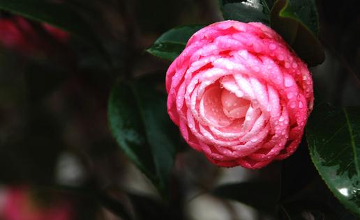 兒童房選什麼花卉好？室內選擇花卉的方法